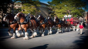 Budweiser Clydesdale Wallpaper WallpaperSafari