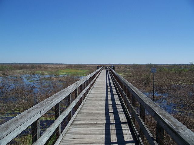 The marshland viewing peer at Paynes Prairie Preserve State Park.