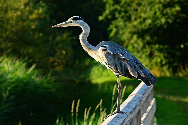 Gray Crested Heron