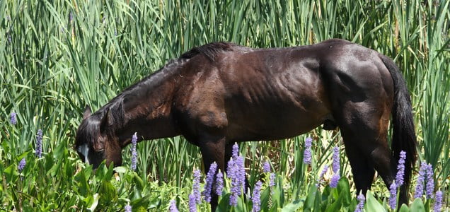 Wild cracker horse in Paynes Prairie.