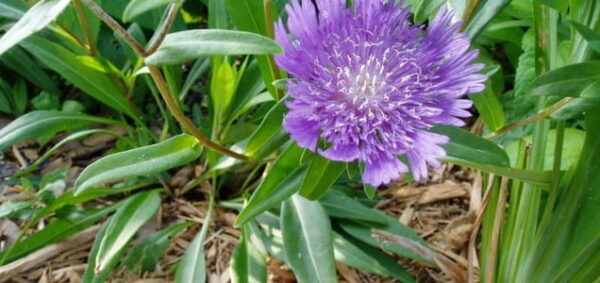 ocala xeriscape
