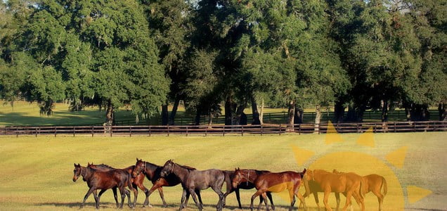 NW Ocala homes for sale are in the heart of our equestrian lifestyle.