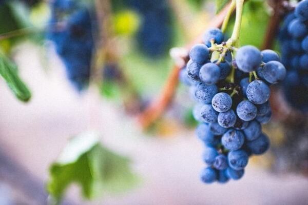 blueberries 2559927 640
