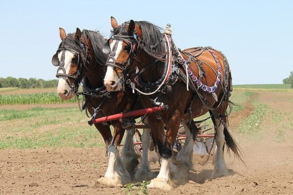 clydesdale 1106337 640 1