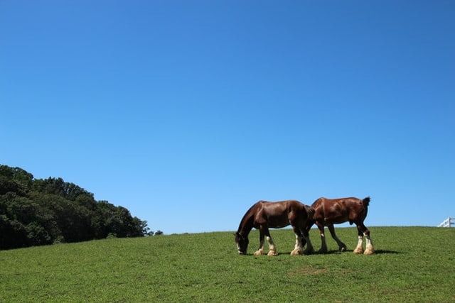 The Ocala Grandview International event is a competition of draft horses held annually.