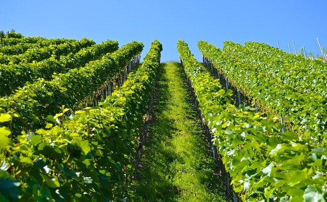 Wine vines in the sunlight.