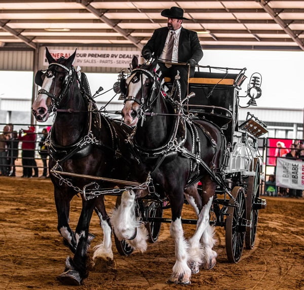 Ocala is a great place to call home, and the equine industry is a major reason why.