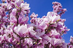 magnolia 2215760 640