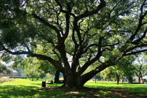 oak tree 292111 640