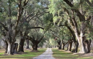 Woodfields homes for sale offer life among the oaks!