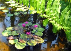 water lilies