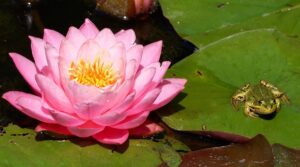 water lily 2510540 1280