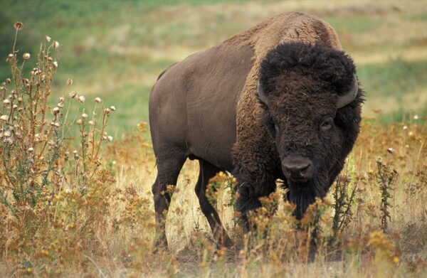 1280px American bison k5680 1