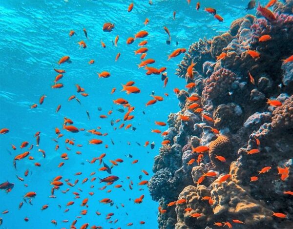 red sea reef