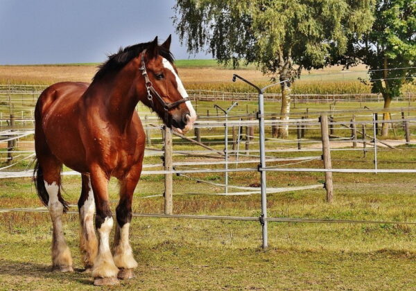 shire horse 1751803 1280 1