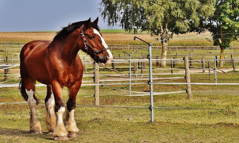 Chestnut shire horse in a paddock