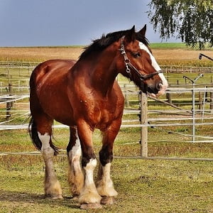 “Let a horse whisper in your ear and breathe on your heart. You’ll never forget it!”