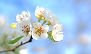 apple blossom 1368187 640