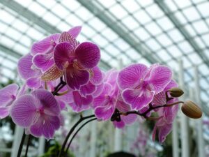 orchids 419430 640