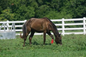 horse fence