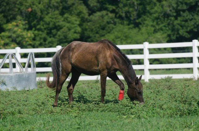 If you have a passion for horses, an Ocala house search will put your dream lifestyle at your fingertips.