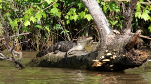 alligator 169129 1280