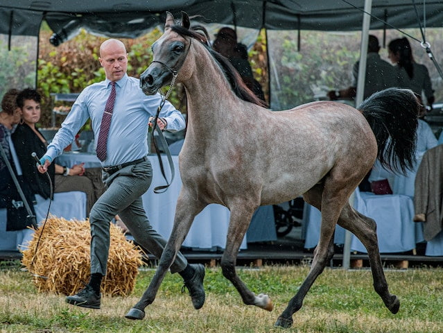 Ocala Thankgiving Arabian Show