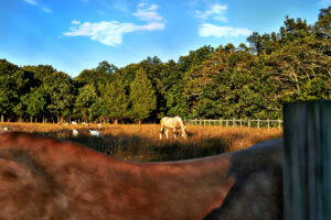 Horse Community