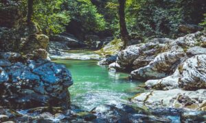 Houses for sale in The Arbors put you in a community surrounded by natural wonders.